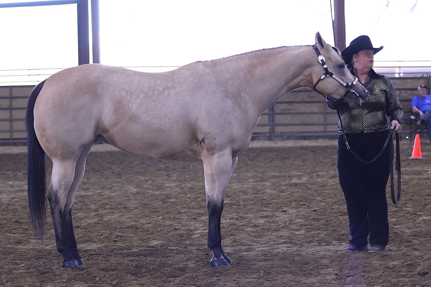Leslie Street showing Ally in conformation